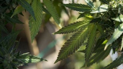 Five things to know about Kansas City’s new marijuana law.